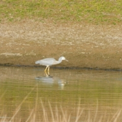 Egretta novaehollandiae (White-faced Heron) at Symonston, ACT - 27 May 2024 by CallumBraeRuralProperty