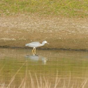 Egretta novaehollandiae at Symonston, ACT - 27 May 2024 03:00 PM