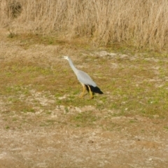 Egretta novaehollandiae at Symonston, ACT - 27 May 2024 03:00 PM