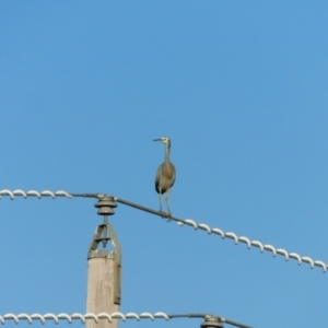 Egretta novaehollandiae at Symonston, ACT - 27 May 2024 03:00 PM