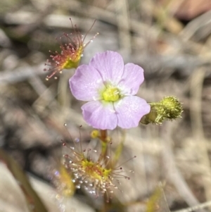 Drosera gunniana at Tallong, NSW - 9 Oct 2023