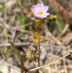 Drosera gunniana at Tallong, NSW - 9 Oct 2023