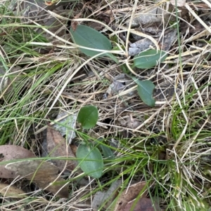 Pterostylis pedunculata at Aranda Bushland - 27 May 2024