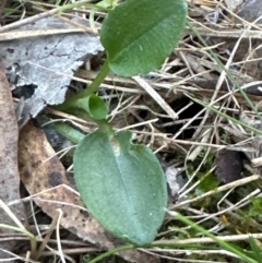 Pterostylis pedunculata at Aranda Bushland - 27 May 2024