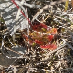 Drosera spatulata at Tallong, NSW - 25 Oct 2023 10:07 AM