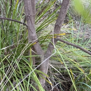 Acacia elata at Aranda, ACT - 27 May 2024