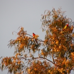 Platycercus eximius (Eastern Rosella) at Gilgandra, NSW - 25 May 2024 by MB