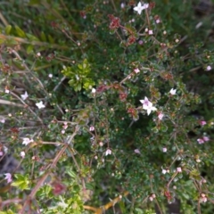 Boronia algida at Deua National Park (CNM area) - suppressed