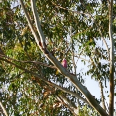 Eolophus roseicapilla (Galah) at Gilgandra, NSW - 25 May 2024 by MB