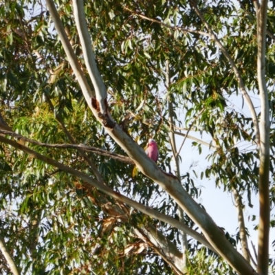 Eolophus roseicapilla (Galah) at Gilgandra, NSW - 25 May 2024 by MB