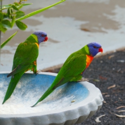 Trichoglossus moluccanus (Rainbow Lorikeet) at Gilgandra, NSW - 25 May 2024 by MB