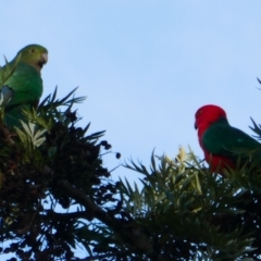 Alisterus scapularis (Australian King-Parrot) at Gilgandra, NSW - 25 May 2024 by MB