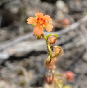 Drosera glanduligera at Tallong, NSW - 9 Oct 2023 12:55 PM