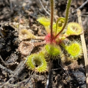 Drosera glanduligera at Tallong, NSW - 9 Oct 2023 12:55 PM