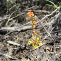 Drosera glanduligera at Tallong, NSW - 9 Oct 2023 12:55 PM