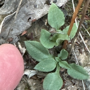 Speculantha rubescens at Aranda, ACT - suppressed