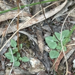 Speculantha rubescens at Aranda, ACT - suppressed