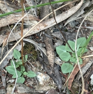 Speculantha rubescens at Aranda, ACT - suppressed