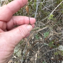 Speculantha rubescens at Aranda, ACT - suppressed