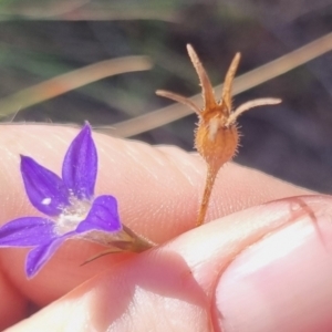 Wahlenbergia stricta subsp. stricta at QPRC LGA - suppressed