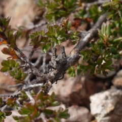 Tetrigidae (family) (Pygmy grasshopper) at Deua National Park (CNM area) - 25 May 2024 by RobG1