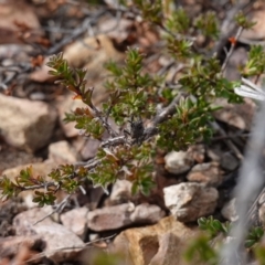 Tetrigidae (family) at Deua National Park (CNM area) - 25 May 2024