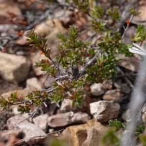 Tetrigidae (family) at Deua National Park (CNM area) - 25 May 2024