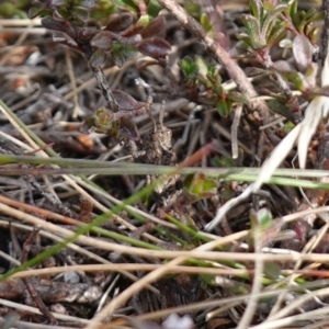 Tetrigidae (family) at Deua National Park (CNM area) - 25 May 2024