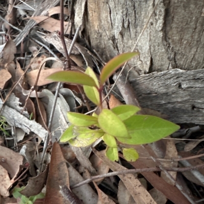 Ligustrum lucidum (Large-leaved Privet) at Aranda Bushland - 27 May 2024 by lbradley