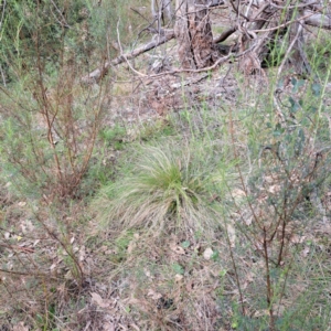 Nassella trichotoma at Mount Majura - 27 May 2024 11:05 AM