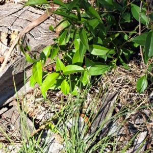 Ligustrum lucidum at Mount Majura - 27 May 2024 11:31 AM