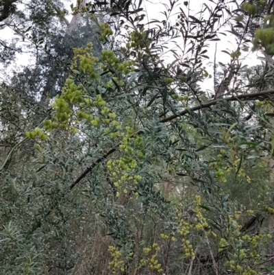 Bursaria spinosa (Native Blackthorn, Sweet Bursaria) at Wingecarribee Local Government Area - 26 May 2024 by Aussiegall