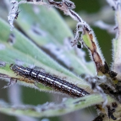 Utetheisa pulchelloides (Heliotrope Moth) at Penrose - 26 May 2024 by Aussiegall