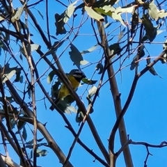 Falcunculus frontatus (Eastern Shrike-tit) at Paddys River, ACT - 27 May 2024 by BethanyDunne