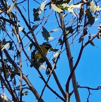 Falcunculus frontatus (Eastern Shrike-tit) at Paddys River, ACT - 27 May 2024 by BethanyDunne