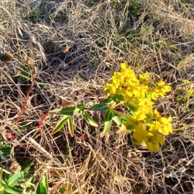 Euphorbia oblongata (Egg-leaf Spurge) at Cooma North Ridge Reserve - 27 May 2024 by mahargiani