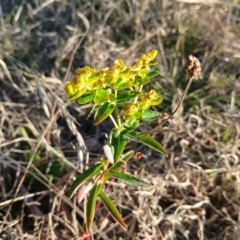 Euphorbia oblongata at Cooma North Ridge Reserve - 27 May 2024 03:54 PM