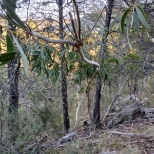 Eucalyptus pauciflora subsp. pauciflora at Cooma North Ridge Reserve - 27 May 2024