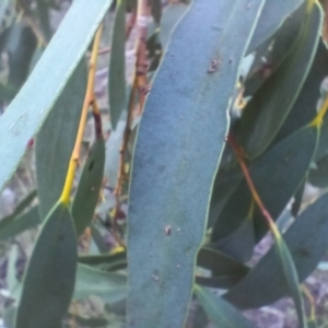 Eucalyptus pauciflora subsp. pauciflora at Cooma North Ridge Reserve - 27 May 2024