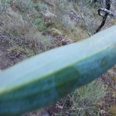 Eucalyptus pauciflora subsp. pauciflora at Cooma North Ridge Reserve - 27 May 2024