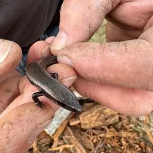 Acritoscincus platynotus at QPRC LGA - 25 May 2024 04:10 PM