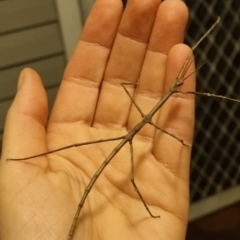 Unverified Stick insect (Phasmatodea) by clarehoneydove