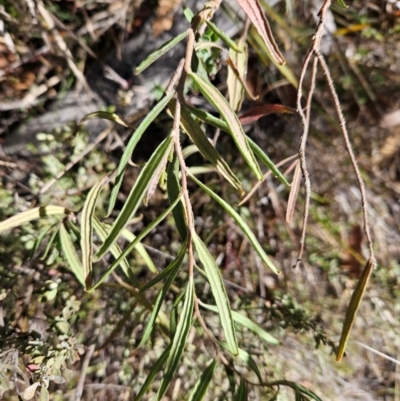 Billardiera scandens (Hairy Apple Berry) at Tidbinbilla Nature Reserve - 27 May 2024 by BethanyDunne