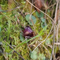 Corysanthes hispida (Bristly Helmet Orchid) at Paddys River, ACT - 27 May 2024 by BethanyDunne