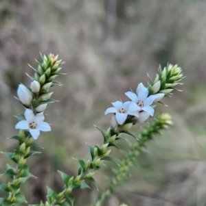 Epacris breviflora at Tidbinbilla Nature Reserve - 27 May 2024 03:00 PM