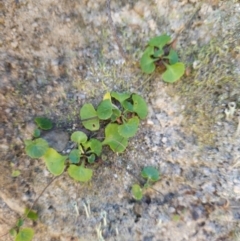 Viola hederacea (Ivy-leaved Violet) at Paddys River, ACT - 27 May 2024 by BethanyDunne