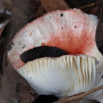 Russula sp. (genus) (Russula) at QPRC LGA - 27 May 2024 by LisaH