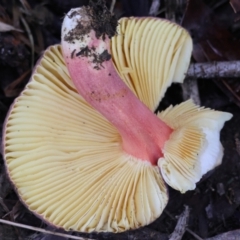 Russula sp. (genus) (Russula) at QPRC LGA - 27 May 2024 by LisaH