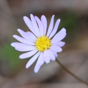 Brachyscome rigidula at QPRC LGA - 27 May 2024