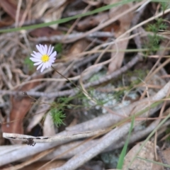 Brachyscome rigidula at QPRC LGA - 27 May 2024